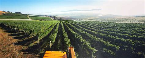 ABSOLUTE VITICULTURE