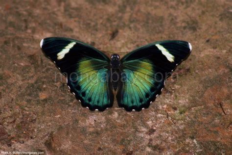 Congo Slideshow: Butterfly in Gabon