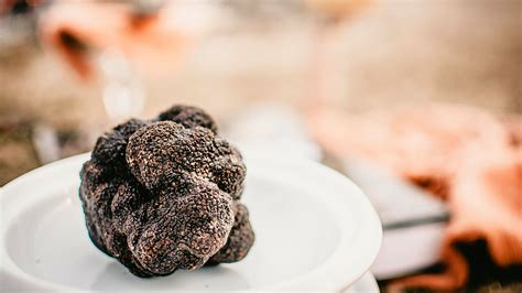 Por Primera Vez Se Encontraron Trufas Verdaderas En Suelos Uruguayos