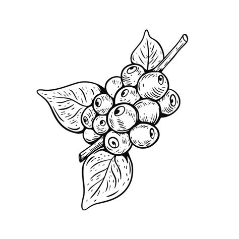 Un Dessin D Une Grappe De Raisin Avec Des Feuilles Vecteur Premium