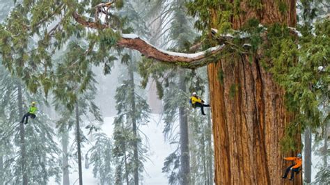 hyperion  tallest tree   world medium