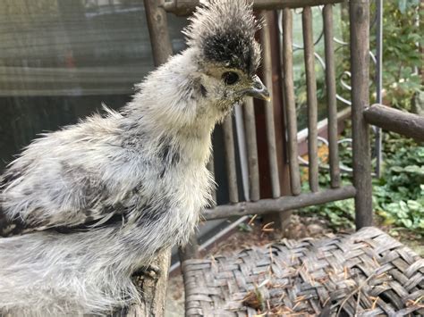 Silkies Rose Hill Farm