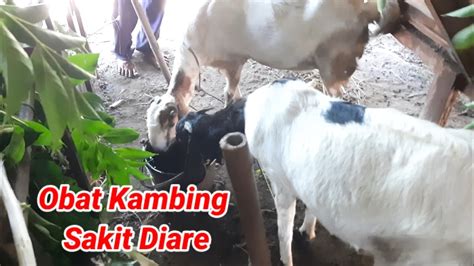 Cara Alami Mengobati Kambing Sakit Diare Mencret YouTube