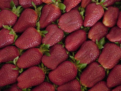 PLANTanswers Plant Answers STRAWBERRY CULTURE