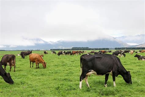 Nueva Zelanda Busca Herb Voros Respetuosos Con El Clima Crv