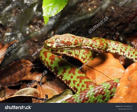 Picture Beautiful Pit Viper it Venomous Stock Photo 2253887471 | Shutterstock