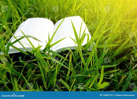 Open Book Bible On Green Grass Background Stock Image Image Of