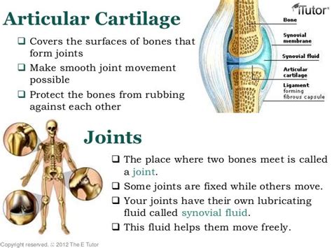 The Skeletal System