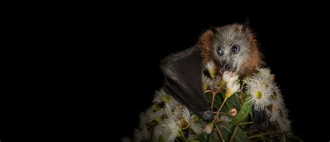 Bat Conservation And Rescue Qld Inc Non Profit Organisation Dedicated To Preserving The