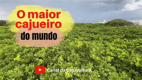 Onde Fica O Maior Cajueiro Do Brasil - Conheça o maior cajueiro | Cajucultura