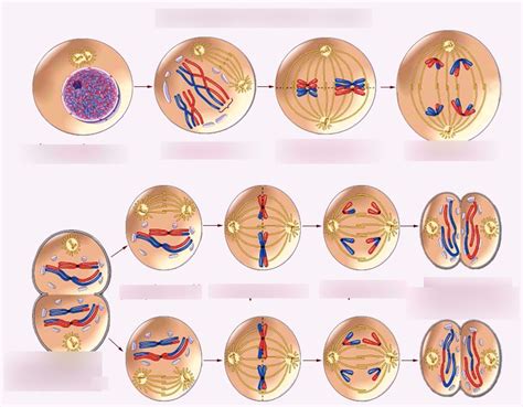 Meiosis Diagram (Honors) Diagram | Quizlet