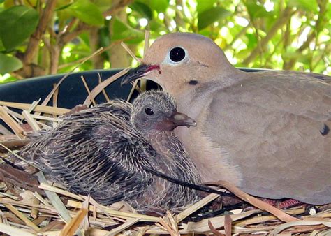 My first upload - Mourning Dove with baby