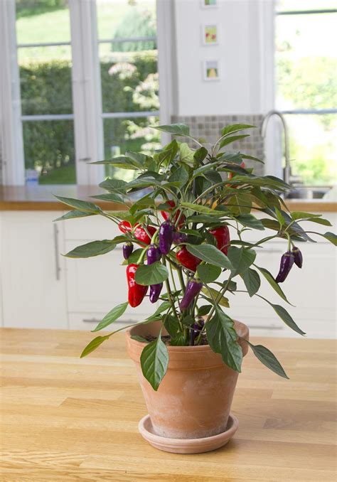 Pepper Hot Cosmo New For Wilson S Garden Center