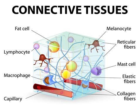 Connective Tissue In Human Body
