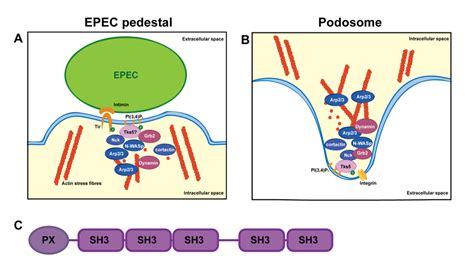 Schematic Of Central Players In Actin Polymerization In Epec Pedestals