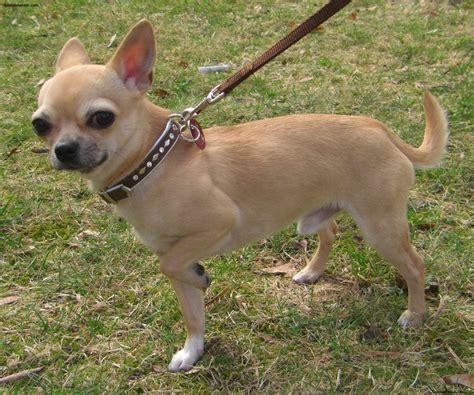 Chihuahua Breeds Types