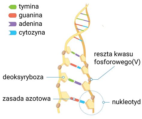 J Dro Kom Rkowe Budowa I Rola Dlaucznia Pl