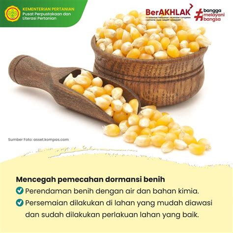 Info Teknologi Perlakuan Benih Tepat Produksi Jagung Meningkat