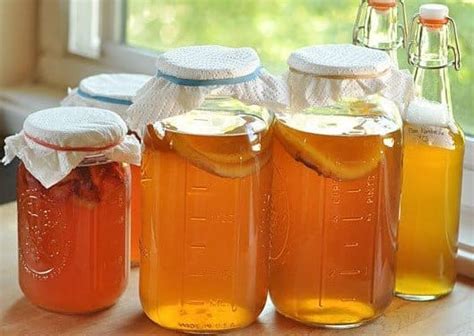 Kombucha SCOBY - EDIBLE ALCHEMY