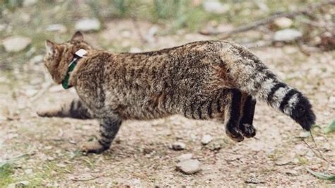 Legendary Cat Fox Could Be A New Subspecies