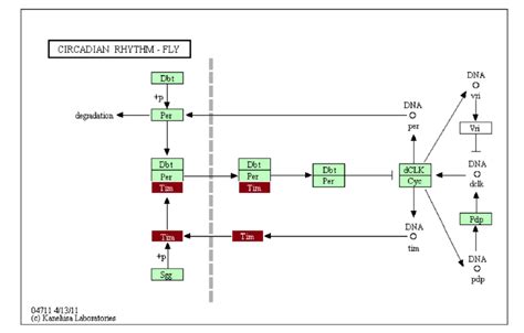 The Circadian Rhythm Pathway In Daphnia Pulex Showing Gene Of Interest