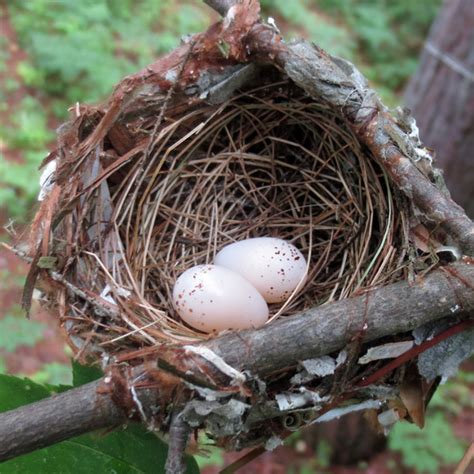 Warbling Vireo Nest with Eggs | RegenAxe