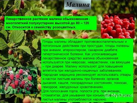 Презентация на тему: "Малина Лекарственное растение малина обыкновенная ...