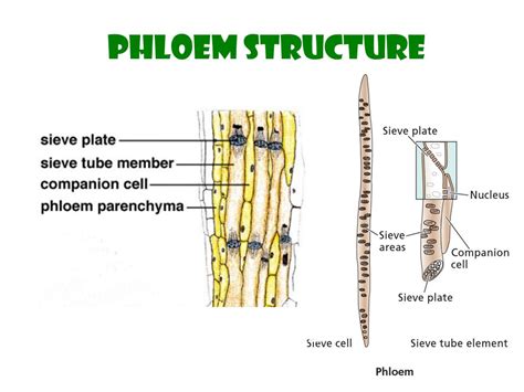 Phloem (Bast) and its elements - Overall Science