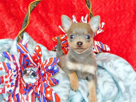 Arkansas Chihuahua Puppies For Sale ChiChiBabies Chihuahuas