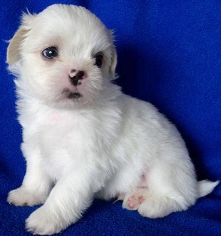 Cute Shih Poo Puppy's (Shih Tzu /Toy Poodle Mix) for Sale in Edgewood ...