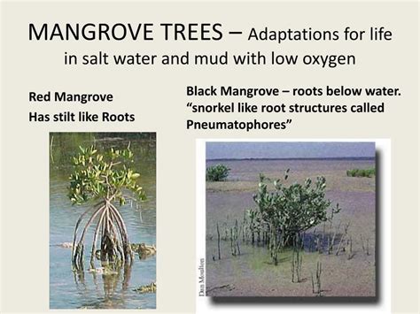 marine ecosystems review powerpoint