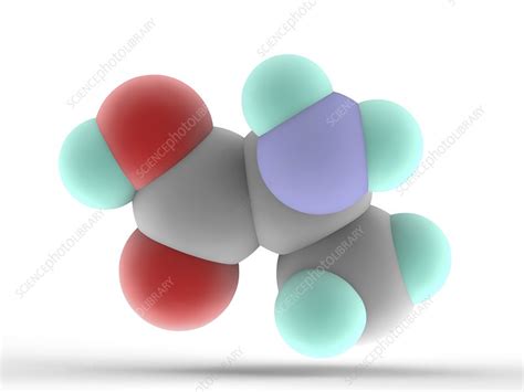 Alanine molecule - Stock Image - F005/7364 - Science Photo Library
