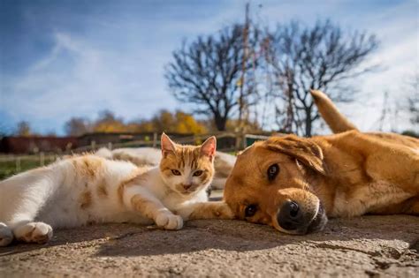 Tigrou Tao Tokyo Tina D Couvrez Les Noms De Chats Et De Chiens