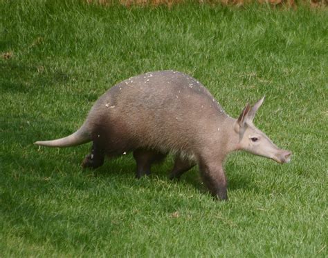 Definitive Guide To Aardvark Facts, Habitat, Conservation Status, Zoo