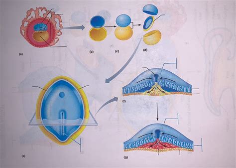 formation of 3 germ layers Diagram | Quizlet