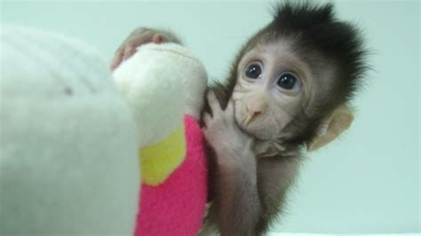 Chinese Scientists Have Successfully Cloned Monkeys - The Atlantic