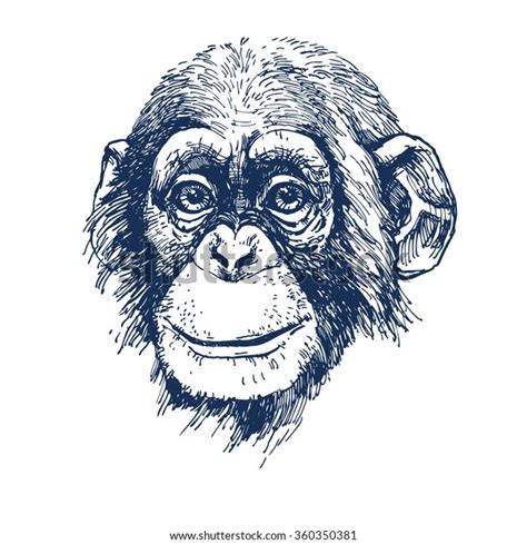 Chimpanzee Hand Drawn Vector Illustration Stock Vector Royalty Free