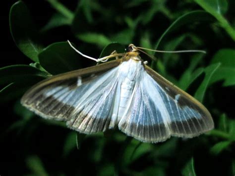 Бабочка огневка. Виды бабочек огневок и как с ними бороться