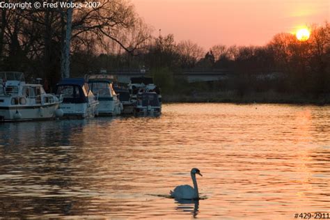 Fred Wobus Photography | River Thames sunset with swan