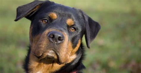 Rottweiler Características Cuidados y Carácter Tiendanimal