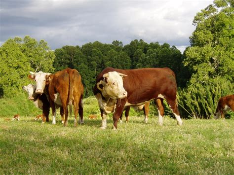 Hereford Cattle Oklahoma State University