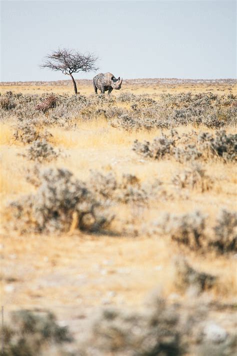 "White Rhino Under The Shadow Of A Lonely Tree In African Savanna" by