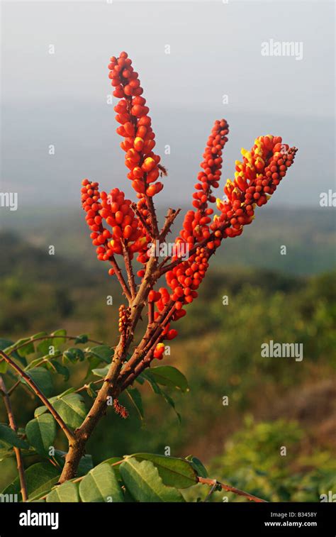 Western Ghats Plants