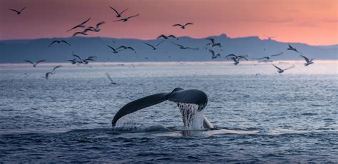 Sunset Whale Watching Tour In Vancouver Prince Of Whales