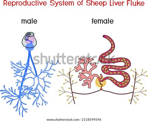 Structure Female Male Reproductive System Sheep Stock Vector Royalty