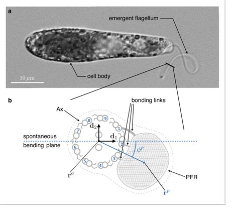 Inner structure of Euglena gracilis' flagellum. (a) A specimen of ...