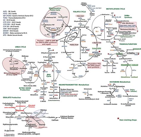 Methylation Cycle Diagram