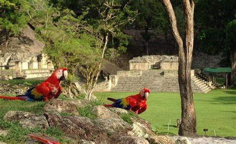 El “ii Guacamaya Fest” Rinde Tributo Al Ave Nacional En Copán Ruina S Copan Mayan Ruins