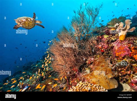 Coral reef with turtle Stock Photo - Alamy