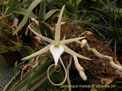 Angraecum Elephantinum